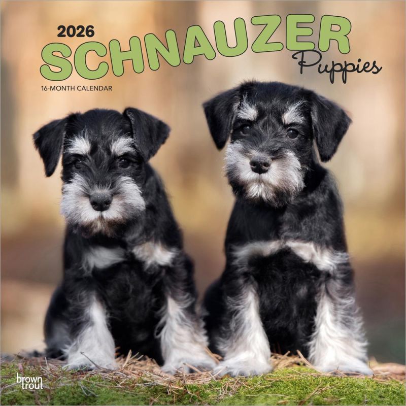 Schnauzer Puppies 2026 Square