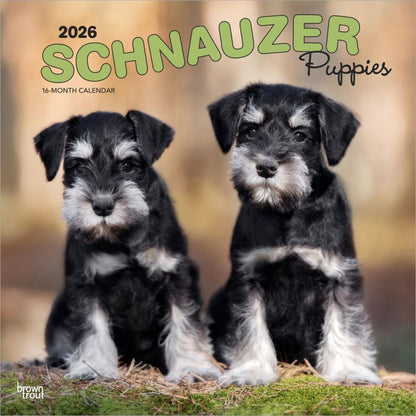 Schnauzer Puppies 2026 Square