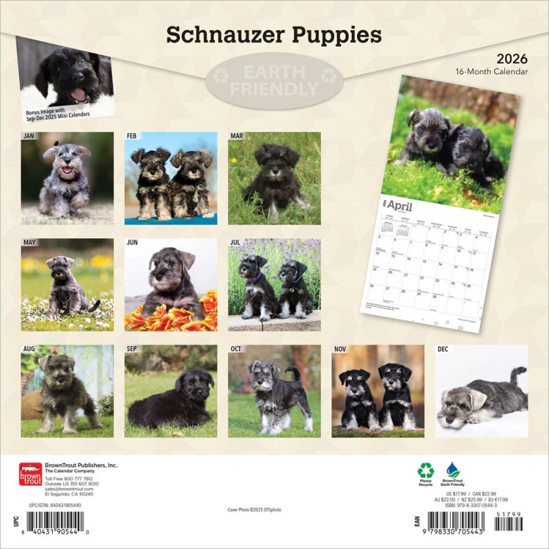 Schnauzer Puppies 2026 Square