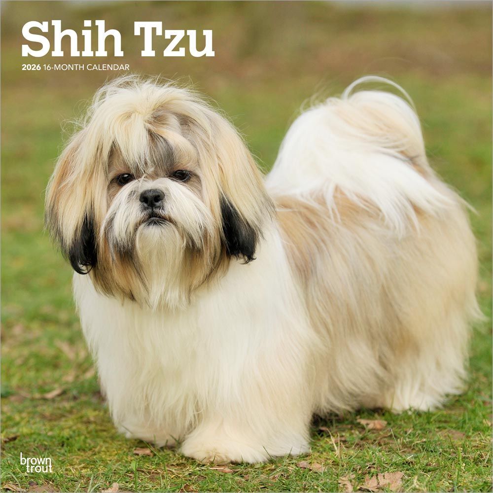 Shih Tzu 2026 Square