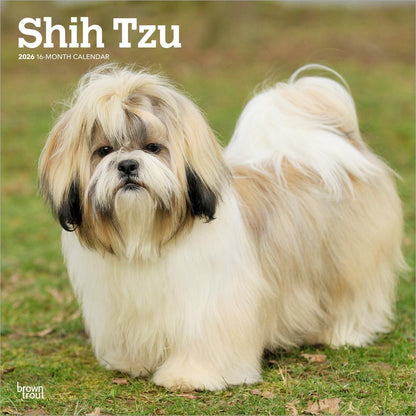 Shih Tzu 2026 Square