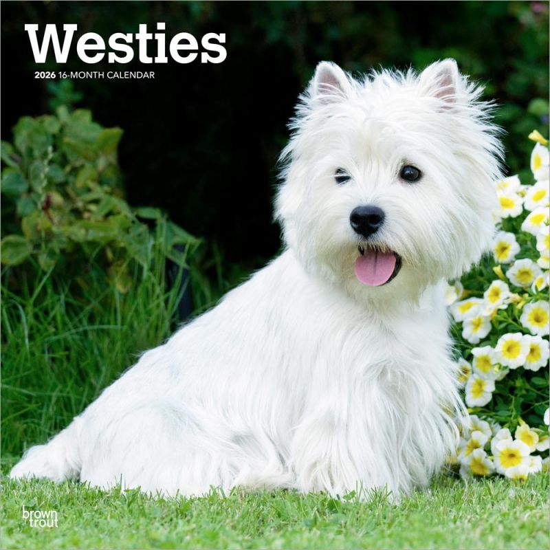 West Highland White Terriers 2026 Square